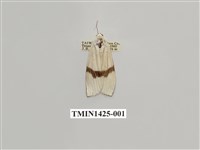 藏品(燈蛾科)的圖片